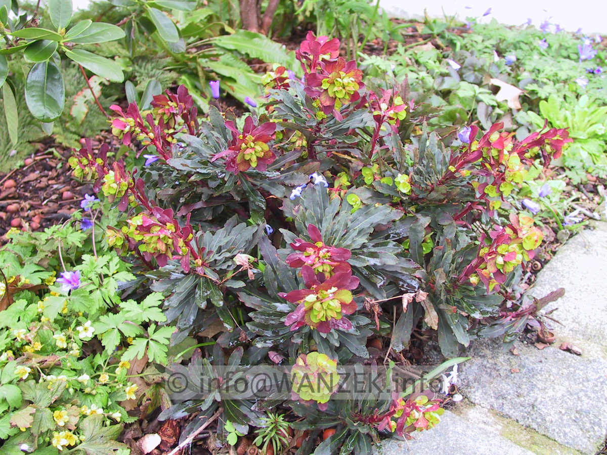Euphorbia amygdaloides Purpurea 03.JPG